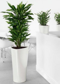 Benefit of Indoor Plants