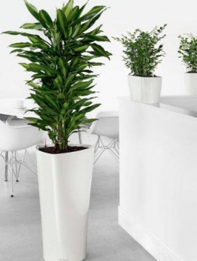 Indoor Plant Melbourne