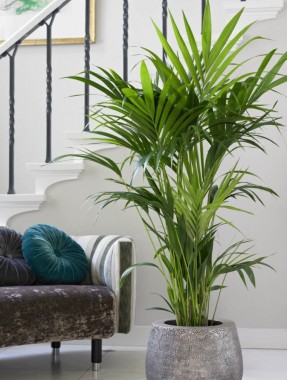 Howea Palm Howea Palm
