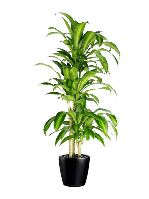 Best Office Indoor Plants Hire Melbourne