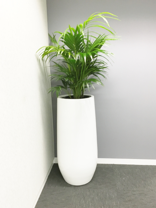 Large Indoor  Plant  Pots Indoor  Office Planters Melbourne 