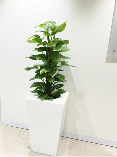 Large Indoor  Plant  Pots Indoor  Office Planters Melbourne 