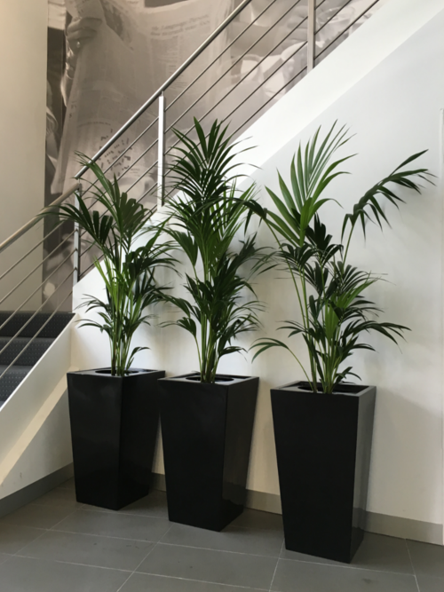 Large Indoor  Plant  Pots Indoor  Office Planters Melbourne 