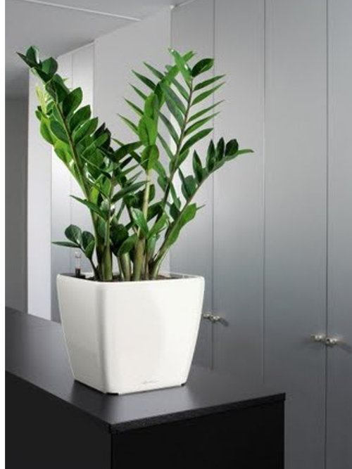 Large Indoor  Plant  Pots Indoor  Office Planters Melbourne 