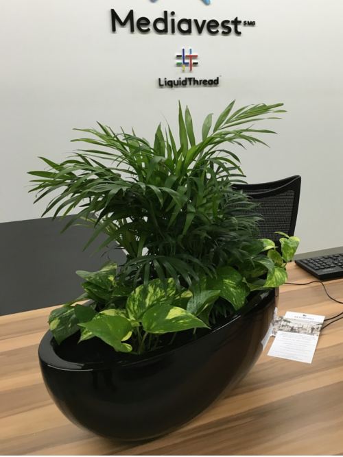 Large Indoor  Plant  Pots Indoor  Office Planters Melbourne 