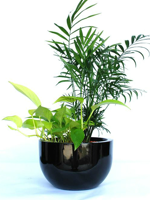 Desk Plant  01 Mix Foliage Indoor  Office Plants  Hire 