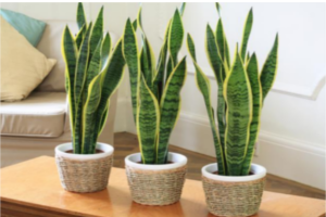 Snake Plant