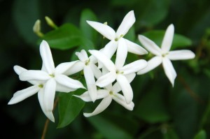 Jasmine