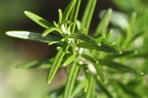 Rosemary