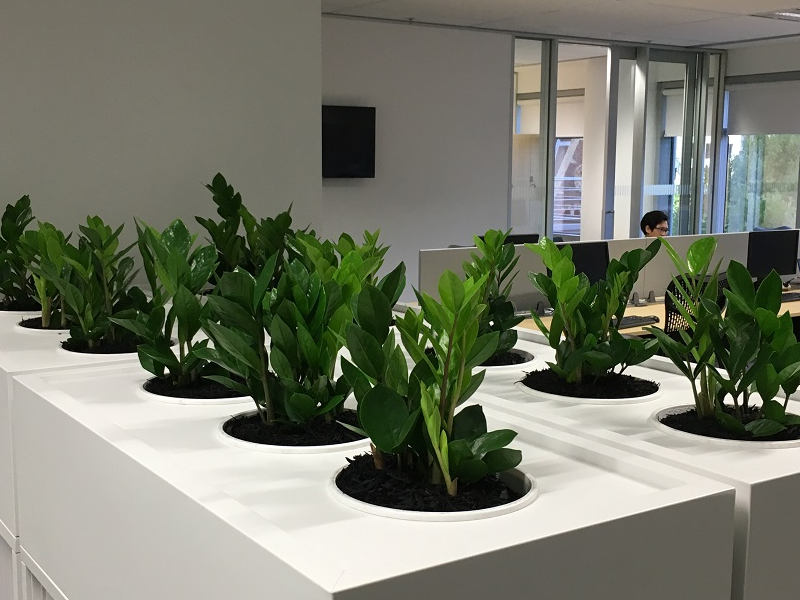 Large Indoor Plant Pots Indoor Office Planters Melbourne Large Indoor Plant Pots Indoor Office Planters Melbourne